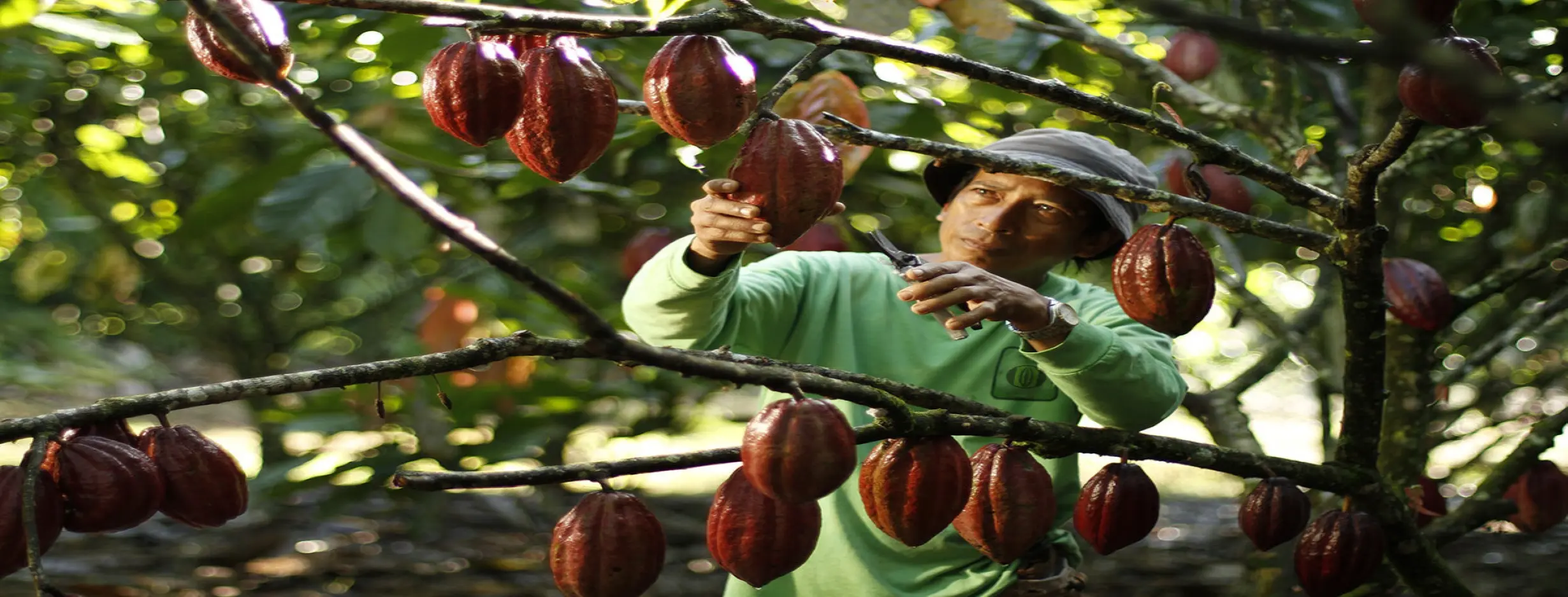 Image for Cacao Plantations